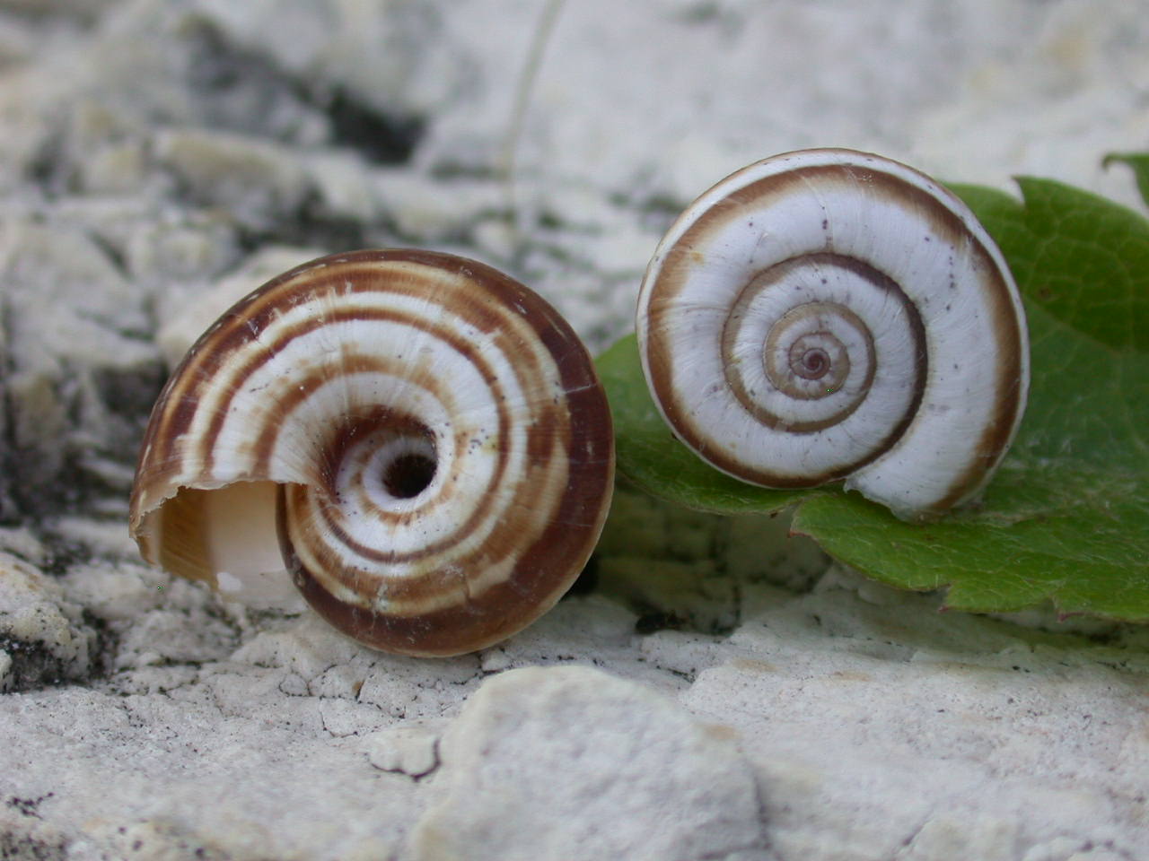 Cernuella neglecta - Castelvecchio Subequo(AQ)